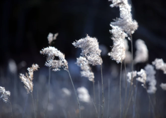 Ceturtdien gaisa temperatūra pakāpsies grādu augstāk