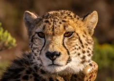   В Иране умер один из последних азиатских гепардов - 10-месячный "Пируз"
