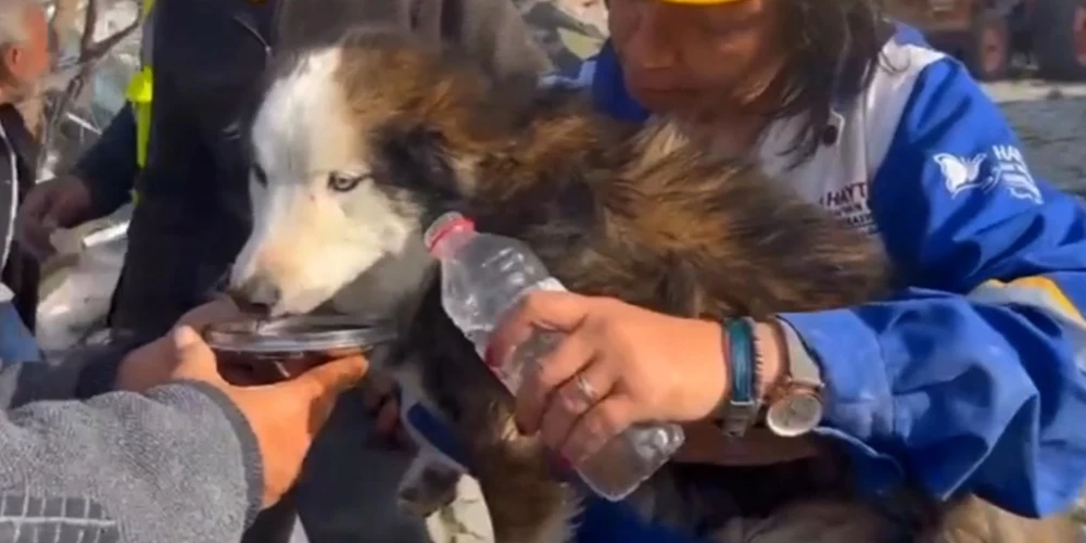 Turcijā izglābj suni, kurš zem drupām pavadījis 23 dienas