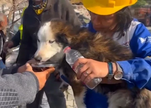 Turcijā izglābj suni, kurš zem drupām pavadījis 23 dienas