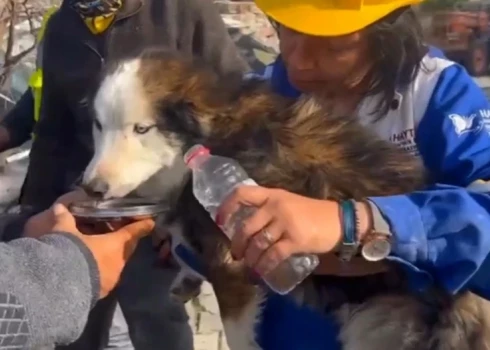 Настоящее чудо: в Турции спасли собаку, которая 23 дня провела под завалами