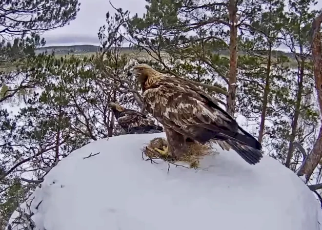 Cerīga aina novērota klinšu ērgļu ligzdas tiešsaistes kamerā