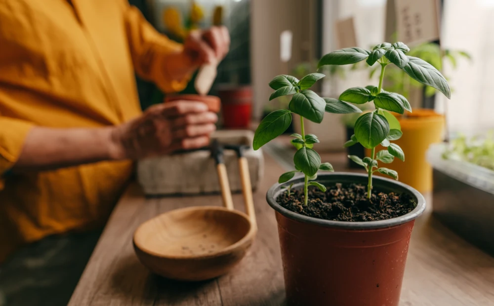 Pests and even worms! What can live in your flower pots TIme News
