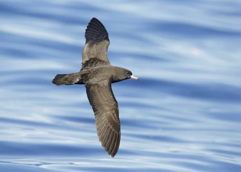 Pētnieki putnos atklājuši jaunu slimību, ko izraisa plastmasa