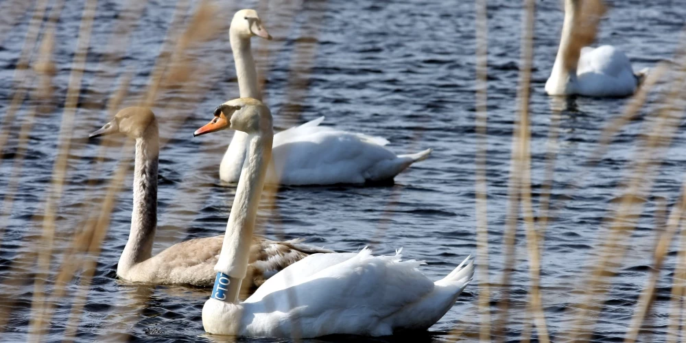 У домашних птиц в Эстонии обнаружен высокопатогенный птичий грипп