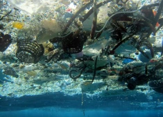 2008. gada fotoattēlā, ko nodrošina NOAA Klusā okeāna salu zivsaimniecības zinātnes centrs, ir redzami gruži Hanaumas līcī, Havaju salās. 