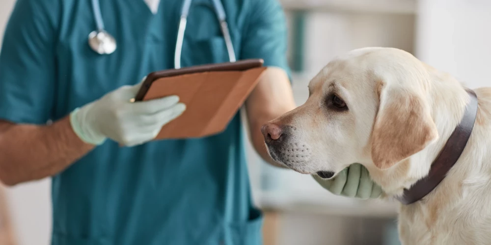 Rīgā veterinārajā klīnikā atklās Latvijā pirmo magnētiskās rezonanses kabinetu dzīvniekiem