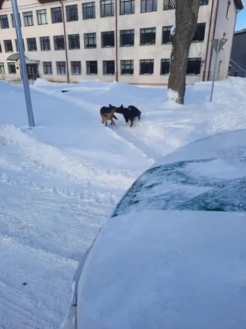 Šīs nedēļas vidū Rūjienas vidusskolas apkārtni bija apsēduši nikni suņi, kas biedēja gan lielus, gan mazus.