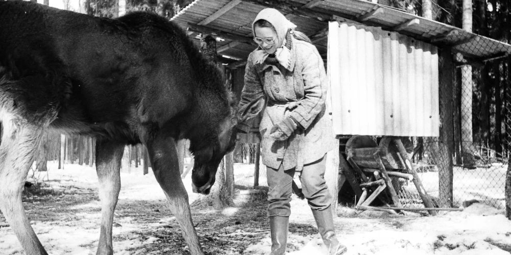 FOTO: pirms 48 gadiem pirmo staltbriedi ielaida Līgatnes dabas takās