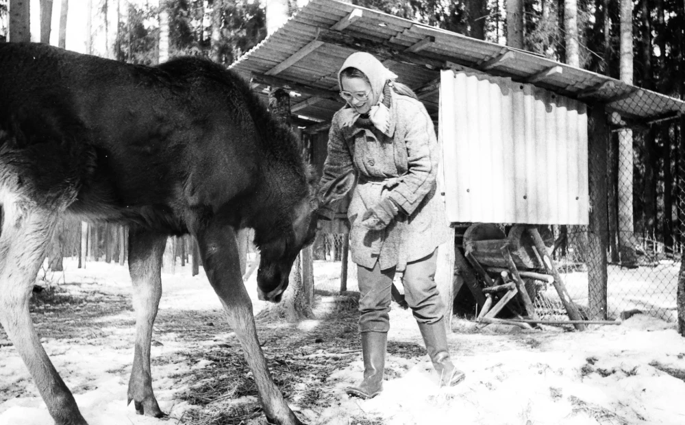 PHOTO: 48 years ago, the first red deer was released into the nature trails of Līgatne