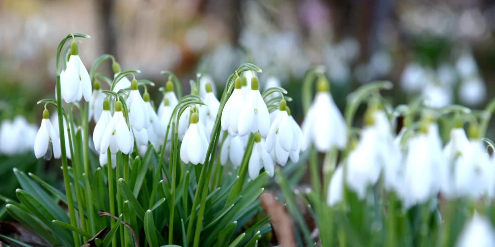 Жители Латвии ждут настоящей весны