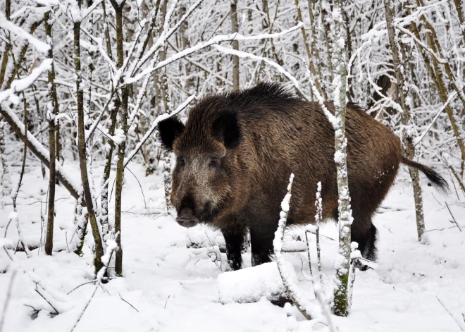 Āfrikas cūku mēris pagājušajā nedēļā Latvijā konstatēts desmit mežacūkām