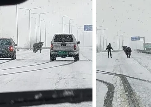 В Литве на автомагистраль выбежал бык