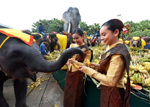 FOTO: bagātīgās dzīrēs ar "zviedru galdu" Taizemē godā un lutina ziloņus
