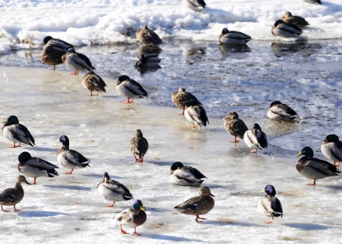 Последствия ЧП на Рижском канале: утки не могут летать, греться и обречены на смерть
