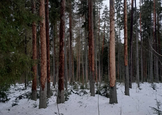 Apē mizgrauzis nograuž estrādes parku 