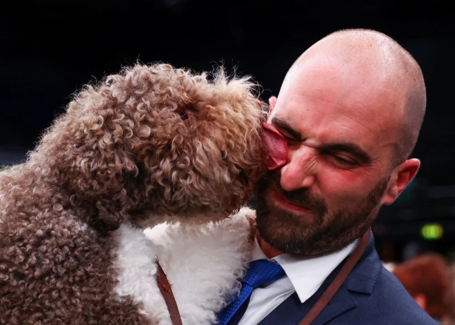 Birmingemā, Lielbritānijā, nupat noslēgusies pasaulē lielākā suņu izstāde “Crufts 2023”, kurā piedalījās vairāk nekā 19 000 dažādu šķirņu suņu no visas pasaules. Daudziem par pārsteigumu, izstādes galveno balvu saņēma šķirnes suns "Lagotto Romagnolo" šķirnes suns.
