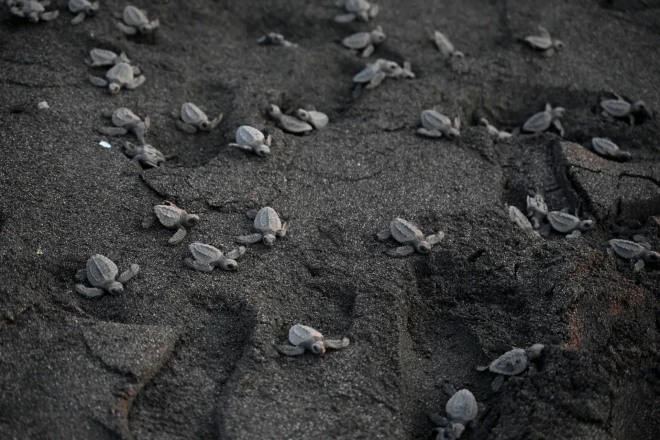 Bruņurupuču mazuļi (Chelonia mydas).