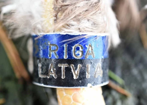 Lietuvā atrasts visvecākais Latvijas jūras ērglis