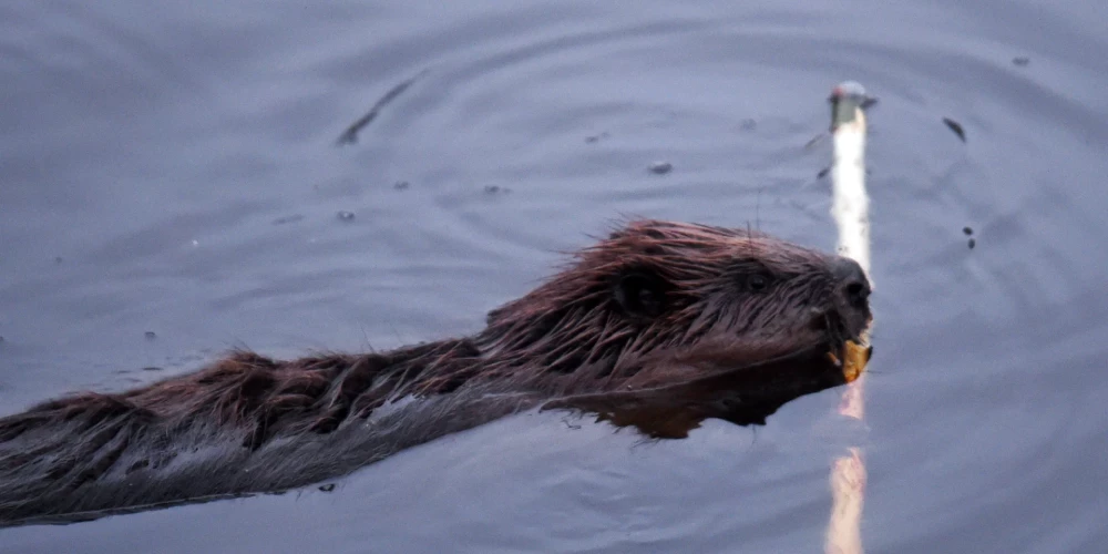 В 21-м веке уничтожать животных негуманно!