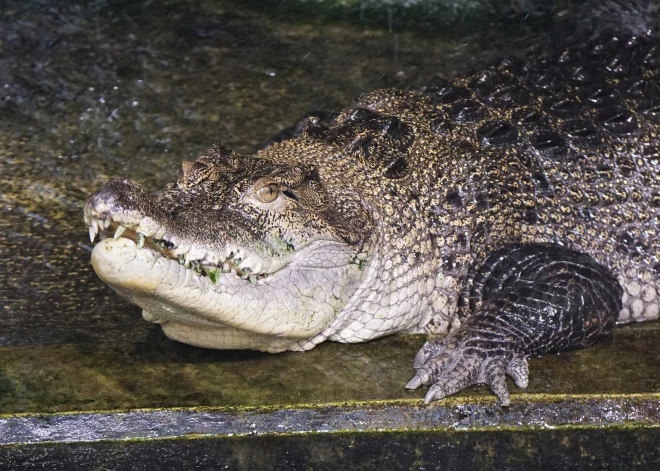 Tallinas zoodārzā sēras - labākos medību laukos devušies divi ilggadēji un iemīļoti iemītnieki