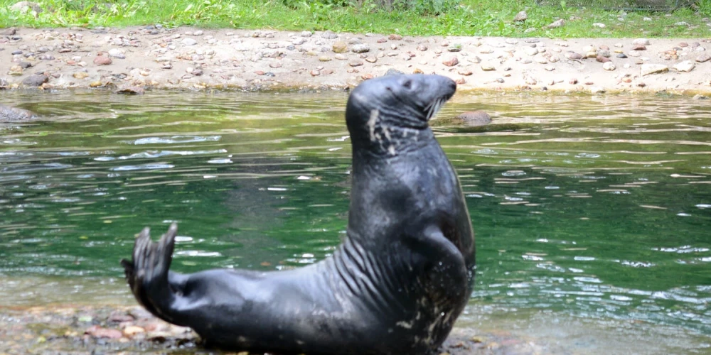 В эти выходные в Рижском зоопарке проходят дни тюленей