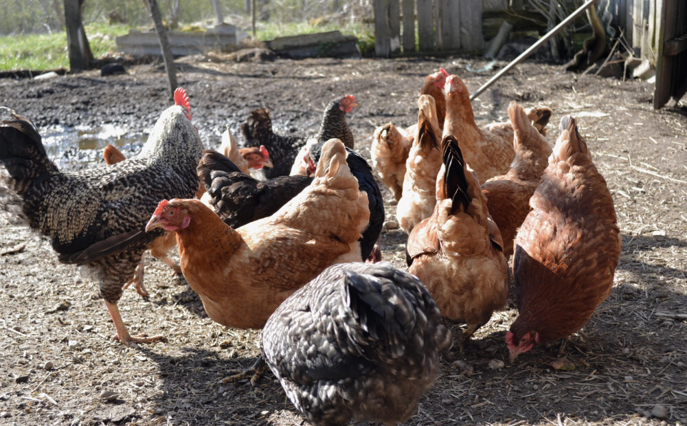 Lietuvā mājputniem konstatēts putnu gripas uzliesmojums; PVD atgādina par biodrošību