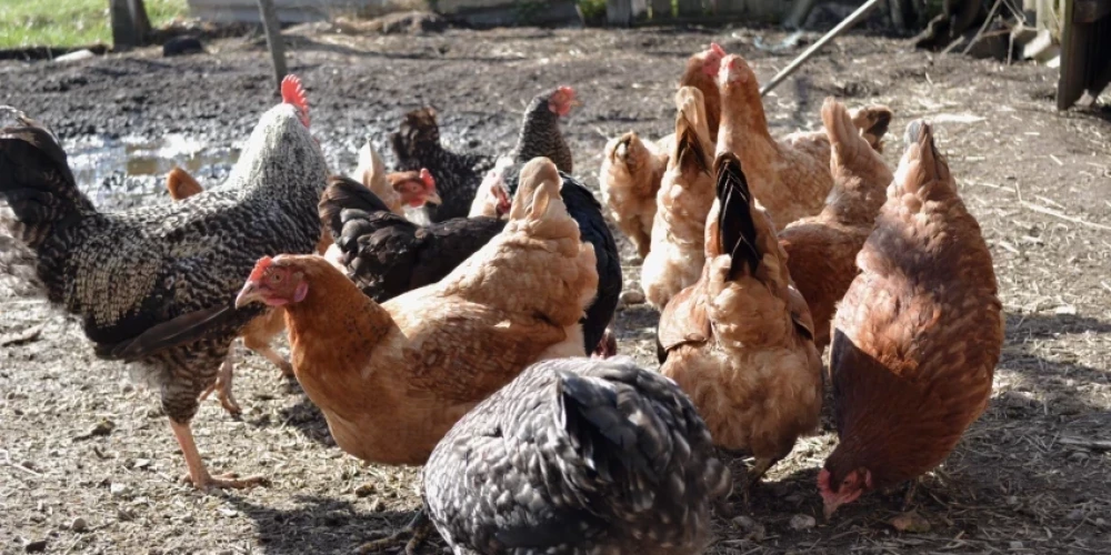 Вспышка птичьего гриппа в Литве: латвийских птицеводов призывают усилить меры биозащиты