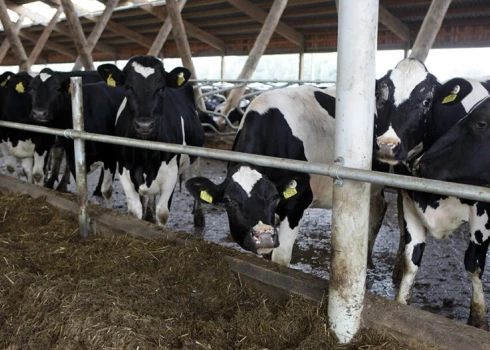Кризис может продлиться до лета: ЕС просят выделить Латвии 11 млн евро для поддержки "молочников"