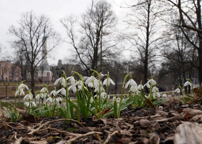 Sniegpulkstenītes Bastejkalnā.