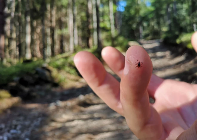 Iestājoties siltākam laikam, aktivizējas arī krūmos un zālē mītošais drauds! 7 paņēmieni, kā sevi pasargāt