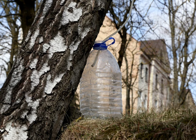 Vai sarūgusi bērzu sula satur alkoholu?