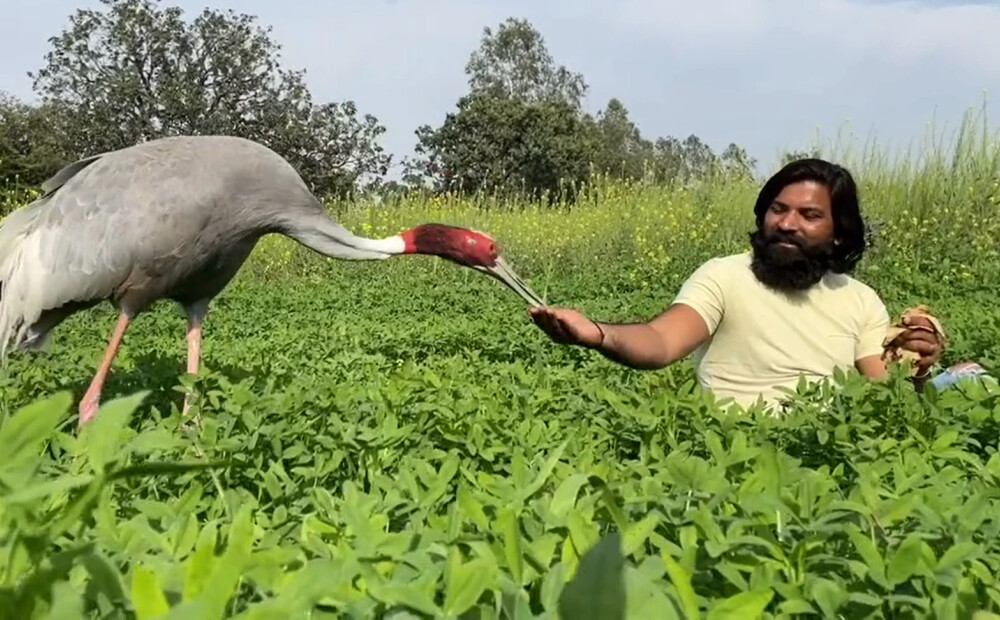 Neparastā indiešu zemnieka un dzērves draudzība. Kāpēc putnu viņam atņēma?