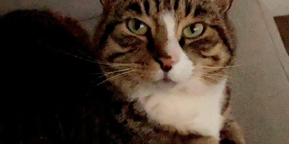Anglijā brīdina kaķu saimniekus - ielās uzdarbojas neizprotams noziedznieks