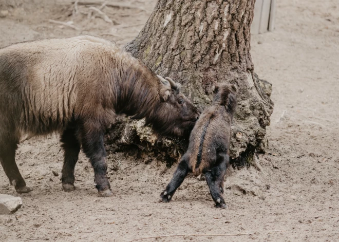 14. martā, vienu dienu pēc mišmi takinu dāmas Afrodītes pirmās dzimšanas dienas svinībām, baram pievienojies viņas mazais brālis – takinu mazulis Apollons.