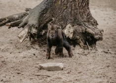 FOTO: Rīgas Zoodārzā sācies pavasaris - iepazīstieties ar mišmi takinu mazuli Apollonu