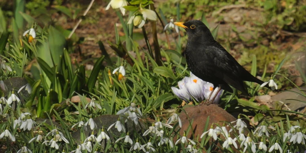 Latvijas Ornitoloģijas biedrība (saīsināti LOB) ir 1985. gadā dibināta Latvijas putnu izpētes un aizsardzības sabiedriska organizācija. Biedrība apvieno vairākus simtus biedru, starp kuriem ir gan profesionāli ornitologi, gan amatieri putnu vērotāji, gan arī vienkārši dabas draugi. Biedru skaita ziņā šī ir lielākā dabas aizsardzības nevalstiskā organizācija Latvijā (2021. gadā biedru skaits pārsniedza 800).