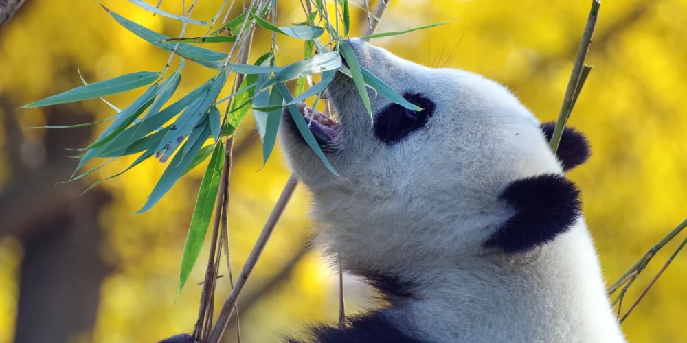 Pasaules Dabas Fonds (saīsināti PDF; angļu: World Wide Fund for Nature, WWF) ir 1961. gadā dibināta starptautiska dabas aizsardzības organizācija. WWF ir pasaulē lielākā dabas aizsardzības organizācija, kas darbojas vairāk kā 80 valstīs, kas atbalsta apmēram 1,300 vides aizsardzības un saglabāšanas projektus un, kurai ir vairāk kā 5 miljoni atbalstītāji visā pasaulē. Latvijā Pasaules Dabas Fonds kā asociēta nodaļa strādā kopš 1991. gada.