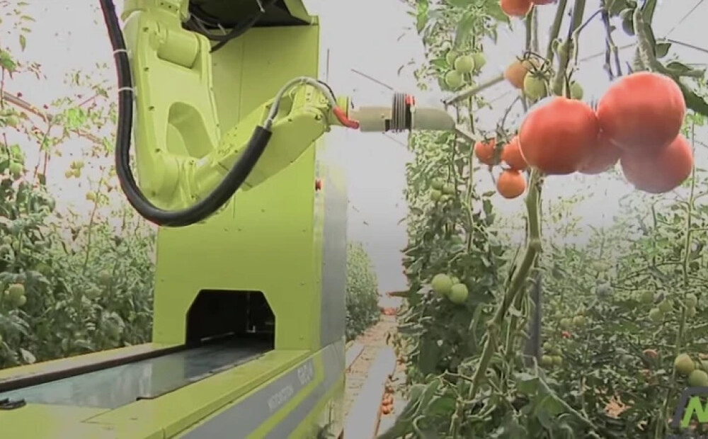 VIDEO: radīts robots, kas novāc tomātus 