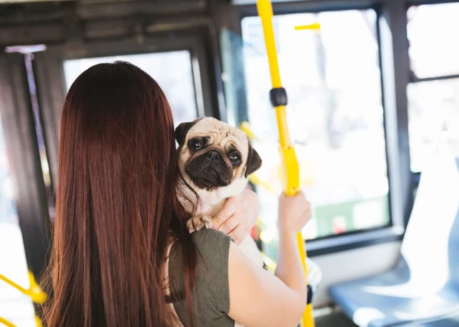 Как перевозить собаку или кошку в автобусе или другом общественном транспорте в Латвии?