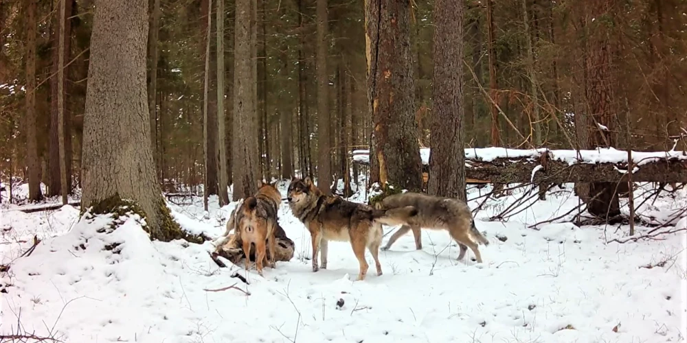 Šobrīd Ķemeru Nacionālajā parkā dzīvo viena vilku ģimene
