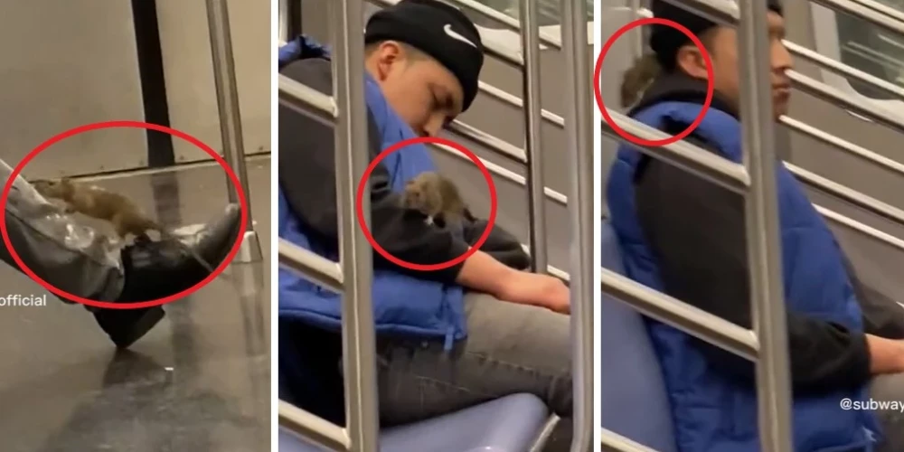 ВИДЕО: мужчина в метро проснулся от того, что по нему гуляла огромная крыса