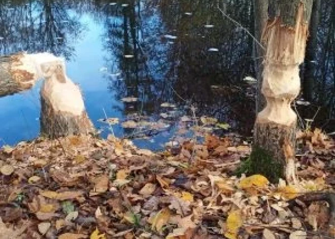 Preiļu parkā izšauj bebrus
