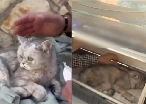 В Турции из-под завалов достали кота - он выживал 50 дней