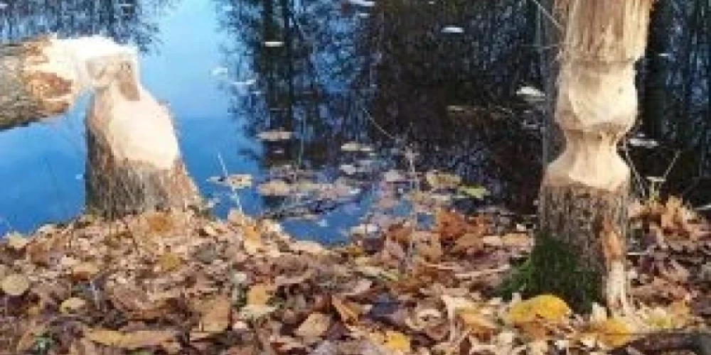 Бобры в Прейльском парке наносят ущерб историческим насаждениям, угрожают деревьям и кустарникам. (Фото: Прейльский край)