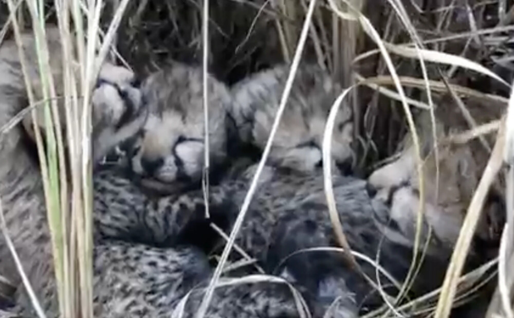 70 gadus izmiruši, Indijā piedzimst gepardu mazuļi 