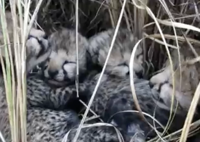 70 gadus izmiruši, Indijā piedzimst gepardu mazuļi
