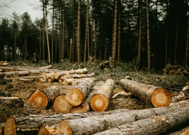  Kas veido Tava meža vērtību?