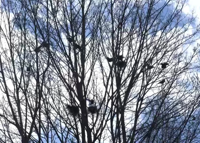 "Окна не открыть!": жители Елгавы объявляют войну грачам