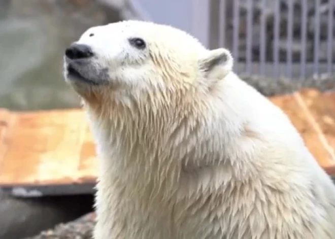 Daļēji paralizētais baltais lācis "dzied" Maskavas zoodārzā